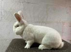 Trio witte weners, Dieren en Toebehoren, Konijnen, Meerdere dieren, Middelgroot, 0 tot 2 jaar