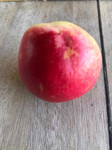 nectarine fruit van mijn eigen tuin beschikbaar voor biedingen