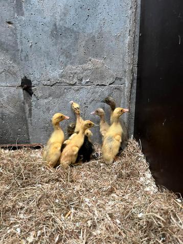 Indische loopeend kuikens beschikbaar voor biedingen