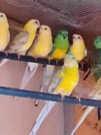 Roodruggen, Dieren en Toebehoren