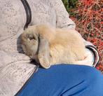 Nederlandse hangoordwerg ram  isabella-kleurig, Dieren en Toebehoren, Konijnen, Mannelijk, Dwerg, Hangoor, 0 tot 2 jaar