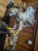 Opgezette buizerd met klein konijntje, Ophalen, Zo goed als nieuw