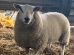 Ramlam, Dieren en Toebehoren, Schapen, Geiten en Varkens, Schaap, 0 tot 2 jaar