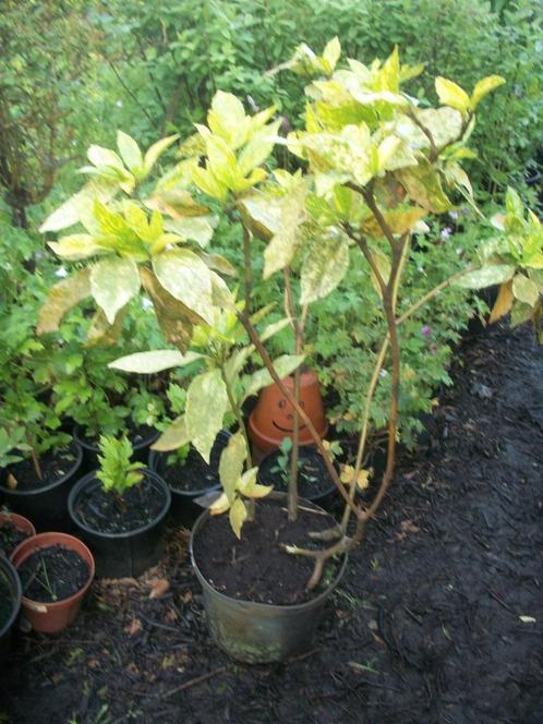 Aucuba Japonica variegata, Tuin en Terras, Planten | Tuinplanten, Vaste plant, Overige soorten, Volle zon, Ophalen