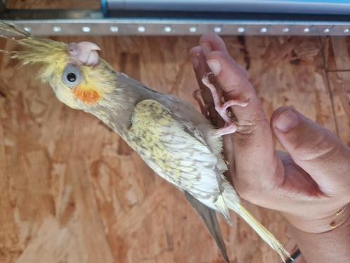 Valkparkiet voor hand opfok, Dieren en Toebehoren, Vogels | Parkieten en Papegaaien, Parkiet, Geslacht onbekend, Tam, Geringd