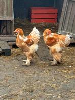 2 bramhma haanen, Dieren en Toebehoren, Mannelijk, Kip