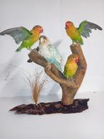 4x fischerie op stronk(taxidermie), Ophalen of Verzenden