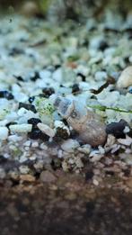 Tuberculata melanoide slakken, klein torenslakken, slakken, Dieren en Toebehoren, Slak of Weekdier, Zoetwatervis
