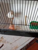 Satinet goudvink man split geel satinet pop split geel, Dieren en Toebehoren
