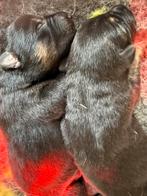 Duitse herder pups, België, CDV (hondenziekte), 8 tot 15 weken, Meerdere