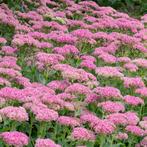 Sedum ‘Herbstfreude ‘ (Hemelsleutel)   0474 71 22 47, Tuin en Terras, Ophalen