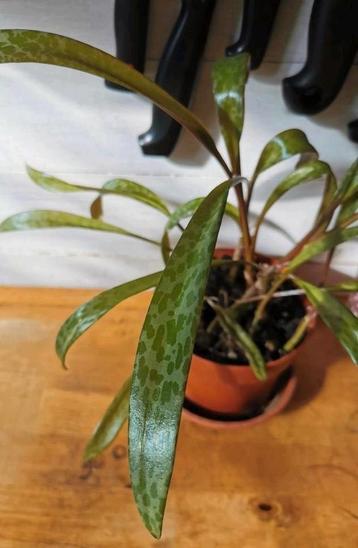 Ledebouria socialis, plant in goede gezondheid.  beschikbaar voor biedingen