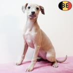 Petit Lévrier Italien - chiots belges à vendre, Commerçant, Autres races, 8 à 15 semaines, Plusieurs