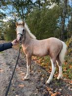 Welsh A palomino hengst, Dieren en Toebehoren, Pony's, Hengst, Niet van toepassing, Gechipt, 0 tot 2 jaar