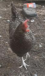 Grote olijflegger hen, Dieren en Toebehoren, Vrouwelijk, Kip