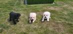 Labrador pups, België, CDV (hondenziekte), 8 tot 15 weken, Labrador retriever
