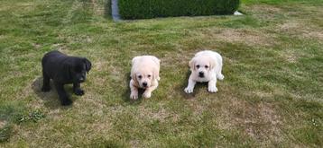 Labrador pups beschikbaar voor biedingen