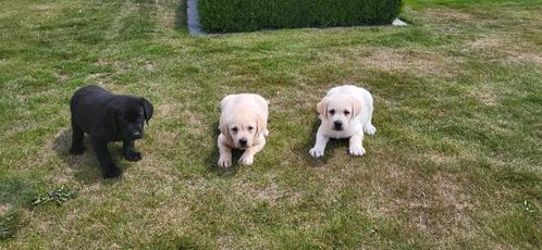 Labrador pups, Dieren en Toebehoren, Honden | Retrievers, Spaniëls en Waterhonden, Meerdere dieren, Labrador retriever, Fokker | Professioneel