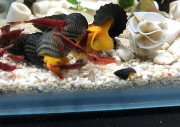 Tylomelania sp orange rabbit snail / oranje slak beschikbaar voor biedingen