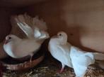 Jonge Pawstarten, Animaux & Accessoires, Oiseaux | Pigeons