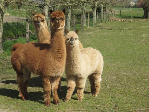 Alpacaveulen (hengst), Dieren en Toebehoren, Overige Dieren, Mannelijk