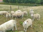 Mooie dek- of slachtrammen te koop!, Dieren en Toebehoren, Schapen, Geiten en Varkens, Mannelijk, Schaap, 0 tot 2 jaar