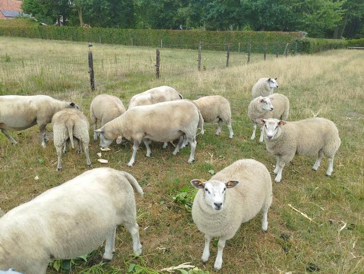 Mooie dek- of slachtrammen te koop!, Dieren en Toebehoren, Schapen, Geiten en Varkens, Schaap, Mannelijk, 0 tot 2 jaar