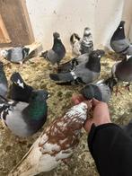 Pigeons qui volent haut