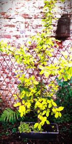 Wilde sleedoorn (Prunus), Ophalen, Lente, Volle zon, Pruimenboom