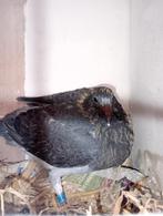 Jonge duif!!! 2026 !!!!, Dieren en Toebehoren, Vogels | Duiven