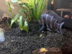 zebracichlide / convict cichlide, Dieren en Toebehoren, Vissen | Aquariumvissen
