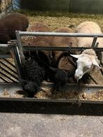 Lammeren te koop, Dieren en Toebehoren
