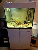 Aquarium complet juwel, Dieren en Toebehoren, Ophalen, Gebruikt, Gevuld zoetwateraquarium