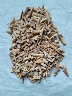 Beaucoup de dents de requin fossiles, Enlèvement ou Envoi, Fossile