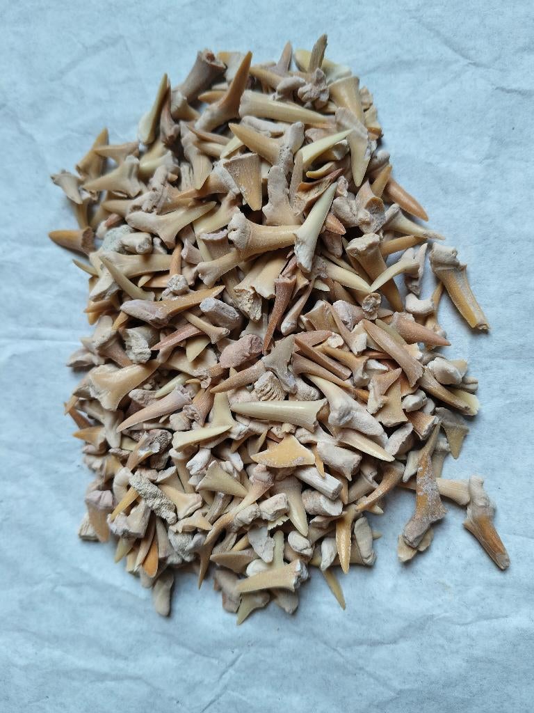 Beaucoup de dents de requin fossiles, Collections, Minéraux & Fossiles, Fossile, Enlèvement ou Envoi