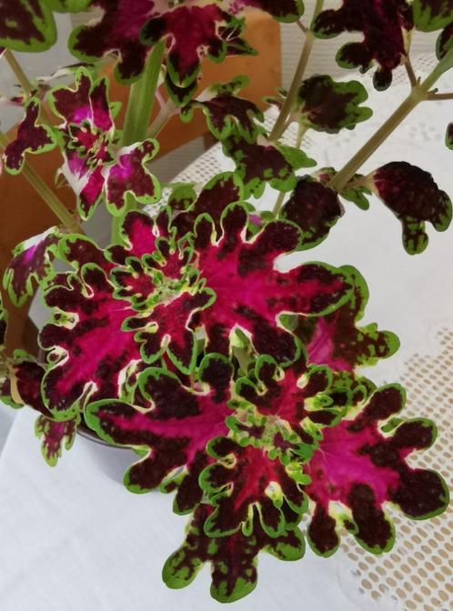 Coleus inky fingers, siernetel  - gezonde plant in sierpot., Huis en Inrichting, Kamerplanten, Overige soorten, Minder dan 100 cm