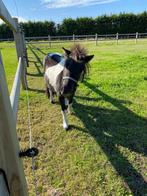 Pony Shetland 4 jaar Hongre, Animaux & Accessoires, Chevaux, Hongre, Moins de 160 cm, Cheval de récréation, 3 à 6 ans