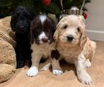 Super mooie Labradoodle pups (40cm), Dieren en Toebehoren, België, Overige rassen, 8 tot 15 weken, Meerdere