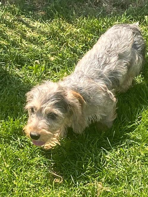 Ruwharige dwergteckel pups, Dieren en Toebehoren, Honden | Teckels en Dashonden, Meerdere dieren, Ruwhaar, Dwerg, Fokker | Professioneel