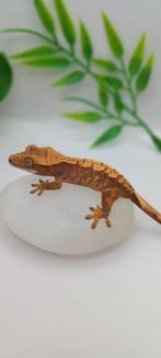 Poss 1.0 Extreme Harlequin Wimpergekko baby, Dieren en Toebehoren, Hagedis, Tam, 0 tot 2 jaar