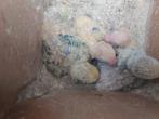Agapornis roseicollie babys handopfok, Dieren en Toebehoren