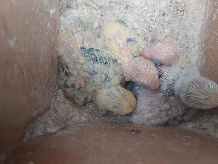 Agapornis roseicollie babys handopfok, Dieren en Toebehoren, Vogels | Parkieten en Papegaaien