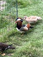 Canards mandarin, Dieren en Toebehoren, Mannelijk