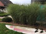 Siergrassen / Miscanthus Sinensis Gracillimus / Prachtriet, Tuin en Terras, Planten | Tuinplanten, Ophalen, Vaste plant, Siergrassen