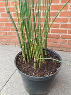 Equisetum Japonicum actie, Tuin en Terras, Ophalen, Halfschaduw