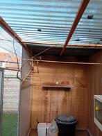 Huismussen, Dieren en Toebehoren, Vogels | Overige Vogels, Meerdere dieren, Wildzangvogel, Geringd