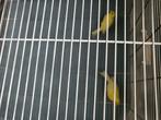 echange canaris    malinois 2025, Mannelijk