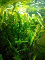 Garnalen, Dieren en Toebehoren, Kreeft, Krab of Garnaal, Zoetwatervis