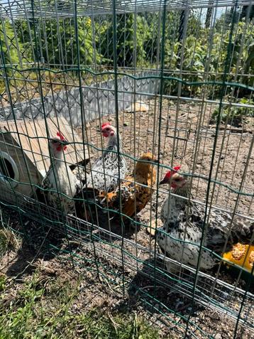 Jonge sabelpootkriel haantjes beschikbaar voor biedingen