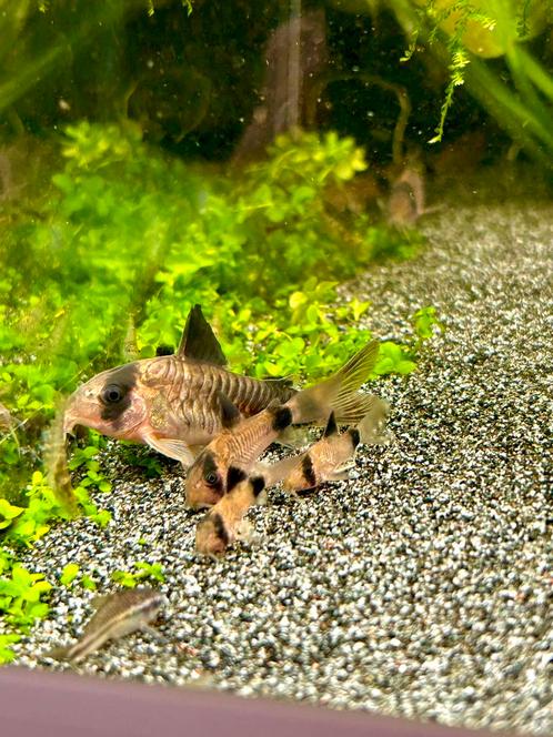 5x corydoras panda (eigen nakweek), Dieren en Toebehoren, Vissen | Aquariumvissen, Zoetwatervis, Vis, Schoolvis
